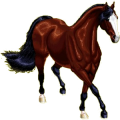 Riding Horse Standardbred Cherry bay