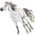 Riding Horse Appaloosa Few Spots