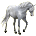 Horse Appaloosa Black Leopard