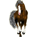 Riding Horse Standardbred Bay